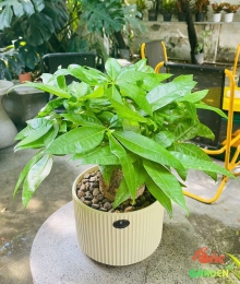 Chậu Kim Ngân củ đại để bàn - Đơn giản và Tinh tế 