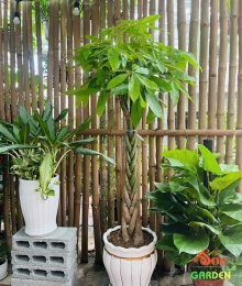 CÂY KIM NGÂN THẮT BÍM – VẺ ĐẸP SANG TRỌNG & MAY MẮN