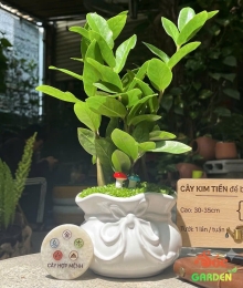 CÂY KIM TIỀN MINI ĐỂ BÀN PHỦ CỎ MAY MẮN 