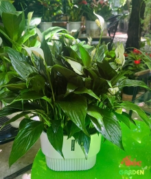 Lan Ý Thủy Sinh Chậu Đôi Thanh Lọc Không Khí Hiệu Quả