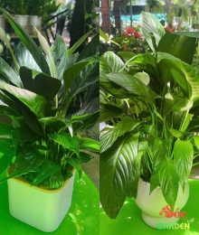 Cây Lan Ý Thủy Sinh Chậu Nhựa Vẻ Đẹp Hiện Đại