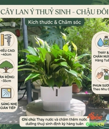 Lan Ý Thủy Sinh Chậu Đôi Thanh Lọc Không Khí Hiệu Quả