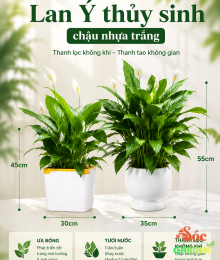 Cây Lan Ý Thủy Sinh Chậu Nhựa Vẻ Đẹp Hiện Đại