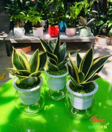 Cây Lưỡi Hổ Thủy Sinh Dành Cho Người Lười