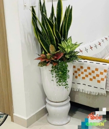 Lưỡi Hổ Phối Kết Làm Quà Tặng Đẹp