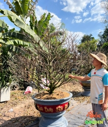 Mai Tết Hoành Gốc Lớn Cho Biệt Thự Sân Vườn