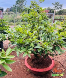Mai Tết Giá Sỉ Tại Vườn Dĩ An- Mai Giảo Thủ Đức Cây Cao 1,2m-1,5m Mai Tết Giá Sỉ Tại Vườn Dĩ An- Mai Giảo Thủ Đức Cây Cao 1,2m-1,5m