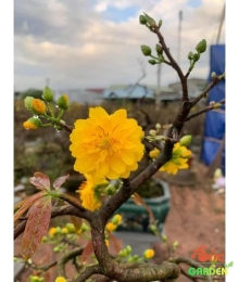 Mai Bon Sai Để Bàn Giá Sỉ Tại Vườn - Cung cấp số lượng lớn giá rẻ Mai Bon Sai Để Bàn Giá Sỉ Tại Vườn - Cung cấp số lượng lớn giá rẻ