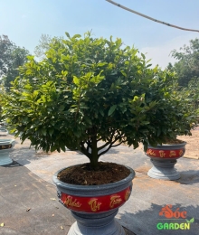 Mai Tết hoành gốc lớn, tàn tán tròn đẹp nụ hoa nhiều