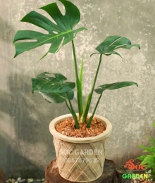 Cây Monteria - Trầu Bà Nam Mỹ dễ trồng dễ chăm sóc