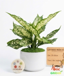 Cây Ngọc Ngân dễ trồng trong nhà và văn phòng
