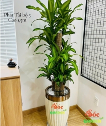 Chậu ống sứ trắng cao bộ 2 