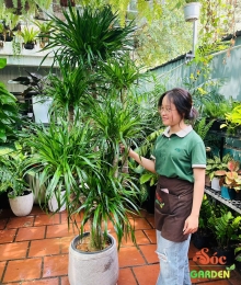 Cây Phát Tài Núi Đa Lộc Quà Tặng Cao Cấp