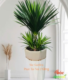 Cây Phát Tài Núi 2 Tầng – Món Quà Khai Trương May Mắn, Trang Trí Văn Phòng Sang Trọng