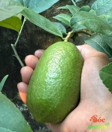 Cây chanh vàng Ấn Độ 