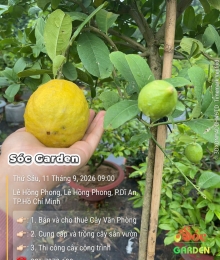 Cây Chanh Vàng Mỹ cao 1,8m