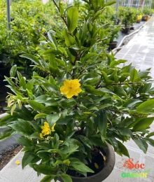 Mai Siêu Bông Bình Lợi chỉ từ 199k Mai Siêu Bông Bình Lợi chỉ từ 199k