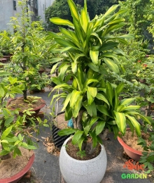Cây Phát Tài Gốc sang trọng - xanh mát 
