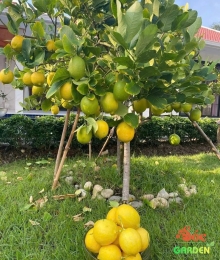 Cây Chanh Vàng Mỹ Trồng Ban Công Hay Sân Vườn Nắng