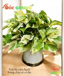 CÂY TRẦU BÀ CẨM THẠCH – SẮC LÁ ĐỘC ĐÁO, PHONG THỦY HÚT TÀI LỘC