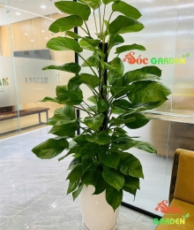 Cây Trầu Bà Cột – Loại cây Xanh Tốt Quanh Năm và Phong Thủy tựng trưng cho sự thịnh vượng