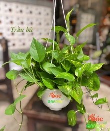 CÂY TRẦU BÀ GIỎ TREO NHỰA  – MÀU XANH MAY MẮN CHO KHÔNG GIAN HIỆN ĐẠI