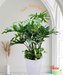 Cây Trầu Bà Thanh Xuân - Trầu Bà Lá Sẻ