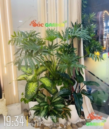 Cây Trầu Bà Thanh Xuân hay còn gọi là Trầu Bà Lá Xẻ