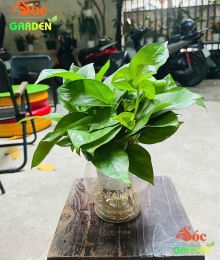 CÂY TRẦU BÀ THỦY SINH – LOẠI CÂY DỄ CHĂM SÓC VÀ THÍCH NGHI TốT VỚI MỌI MÔI TRƯỜNG SỐNG