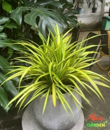 Cây Trúc Bạch Kim – Biểu tượng của sự thịnh vượng trong không gian sống