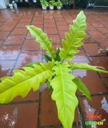 Cây Caramel (Cung Đàn) – Sức Hút Từ Cây Kiểng Lá Độc Đáo