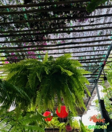 Cây Dương Xỉ Vàng Var - Lựa Chọn Hoàn Hảo Cho Sân Vườn Nhiệt Đới