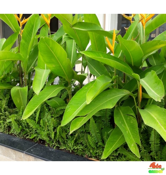 Cây Chuối Mỏ Két Thái- biểu tượng của sự may mắn và thịnh vượng