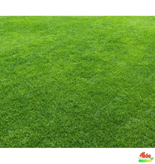 Cỏ nhung Nhật mang ý nghĩa sức sống bền bỉ, kiên trì và vươn lên không ngừng