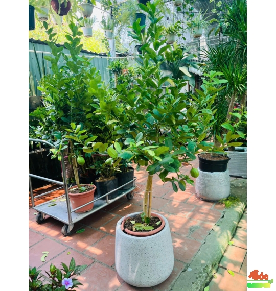 Cây Chanh Vàng Mỹ Trồng Ban Công Hay Sân Vườn Nắng
