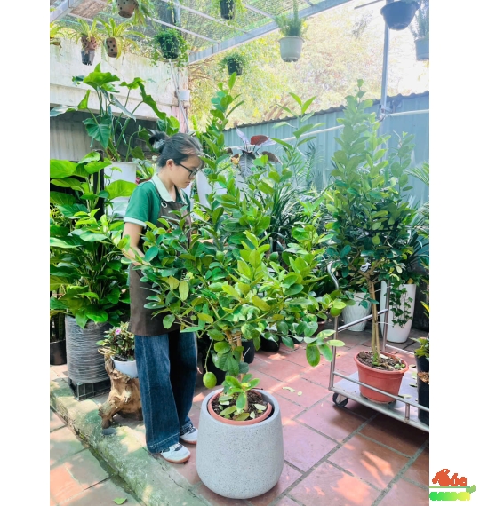 Cây Chanh Vàng Mỹ Trồng Ban Công Hay Sân Vườn Nắng