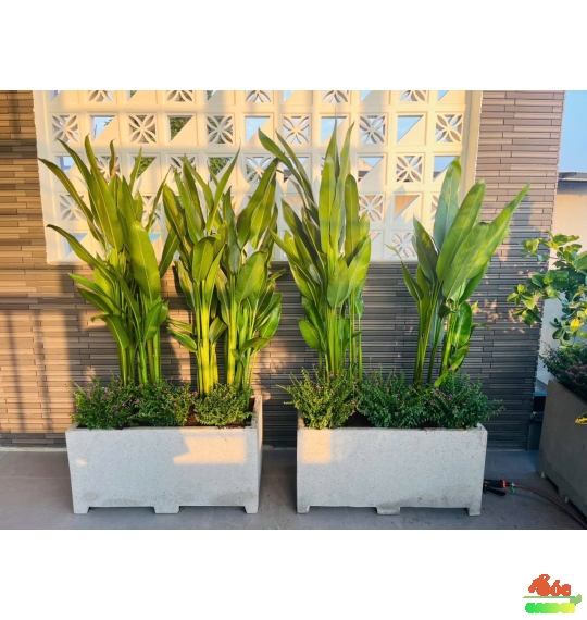 Chuối Mỏ Két Thái Cây Trồng Ưa Nắng Gắt Cho Hoa Quanh Năm