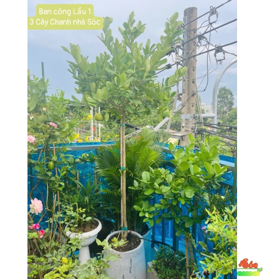Cây chanh vàng Ấn Độ 