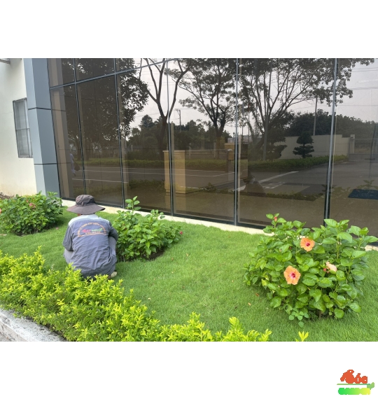 Cỏ Nhung Nhật Giá Rẻ Cho Công Trình