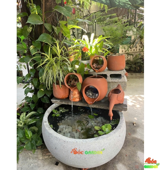 Cây Kim Thuỷ Tùng Thủy Sinh và Trồng Đất