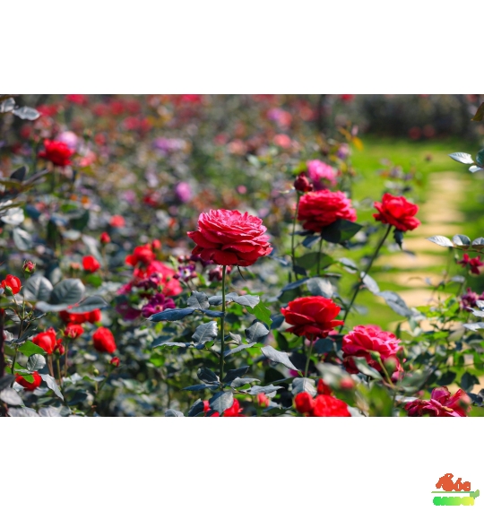 Phân bón chuyên dùng cho hoa hồng và cây cảnh