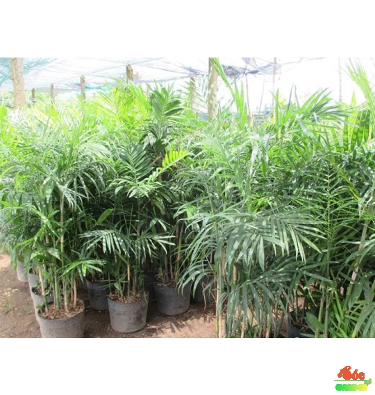 Cây Cau Hawai trưng văn phòng nhà phố