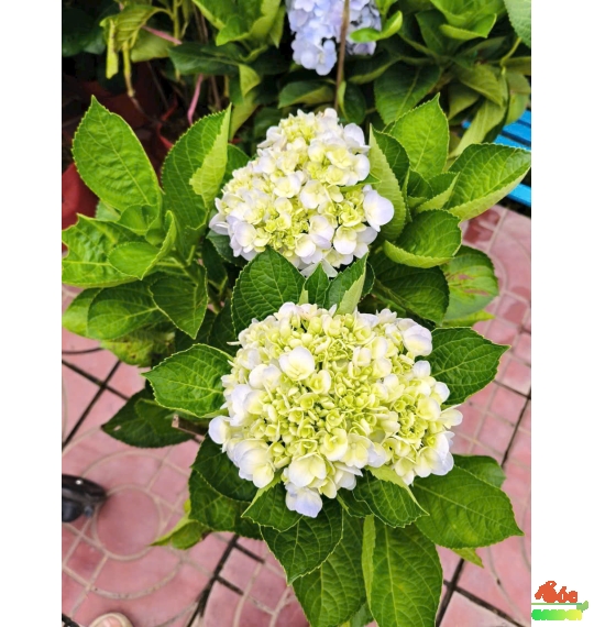 Cây Hoa Cẩm Tú Cầu – Vẻ đẹp đa sắc cho ngôi nhà của bạn thêm tươi mới