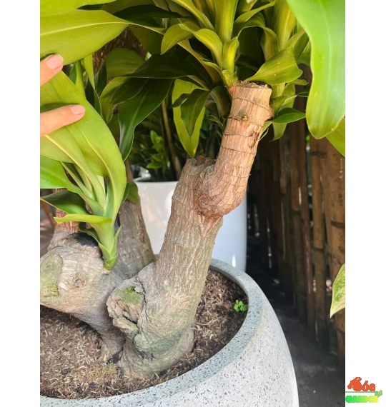 Cây Phát Tài Gốc Trang Trí Nội Thất Sang Trọng