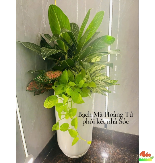 Cây Bạch Mã Hoàng Tử Đẹp Làm Quà Tặng