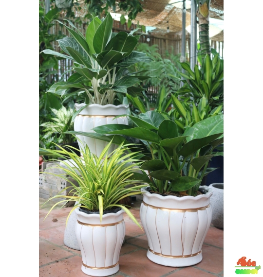 Cây Bạch Mã Hoàng Tử Đẹp Làm Quà Tặng