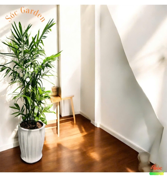 Cây Cau Hawai trưng văn phòng nhà phố tán cây nhỏ gọn