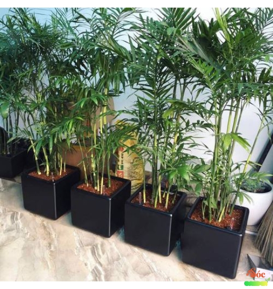 Cây Cau Hawai  Sự Lựa Chọn Hoàn Hảo Cho Không Gian Xanh Và Phong Thủy