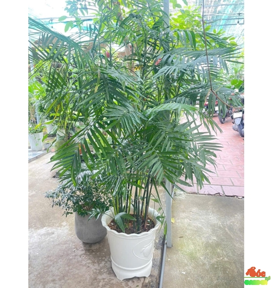 Cây Cau Hawai  Sự Lựa Chọn Hoàn Hảo Cho Không Gian Xanh Và Phong Thủy