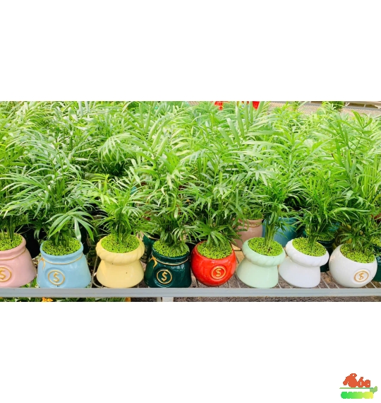 Cây Cau Tiểu Trâm để bàn phủ cỏ may mắn